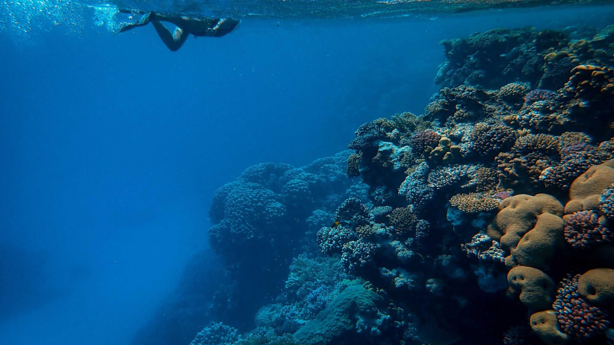 Plongée sous-marine
